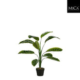 Calathea Zebrina In Pot Green - H90Xd60Cm